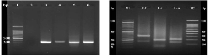 Fig. 2: