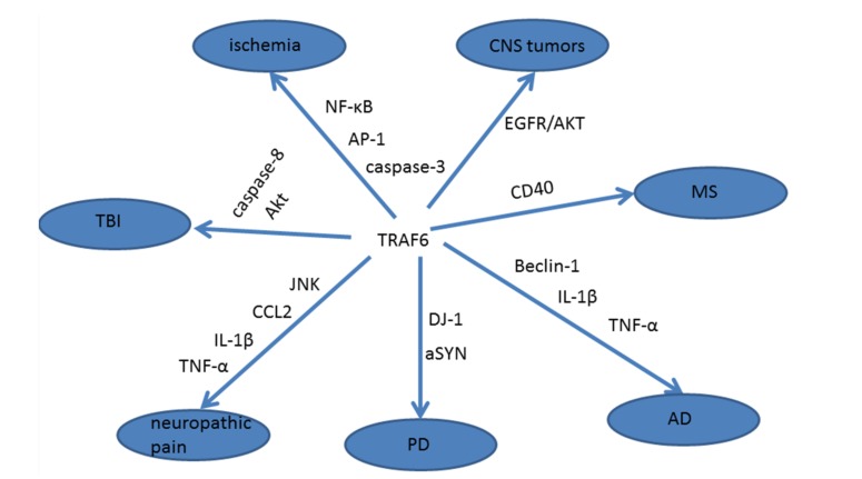 Fig. (1)