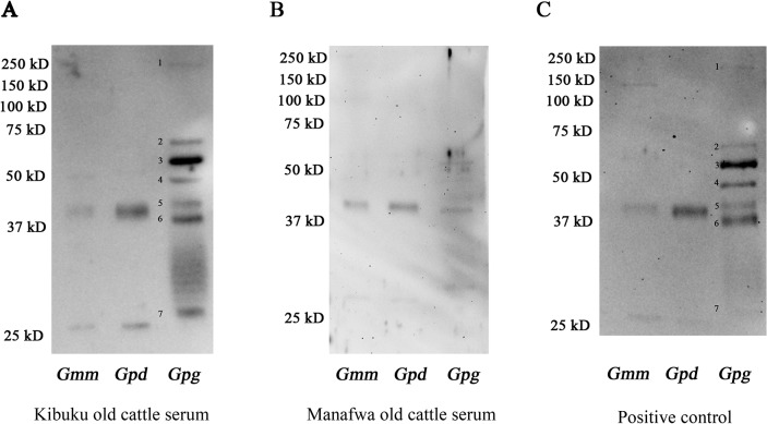 Fig 5