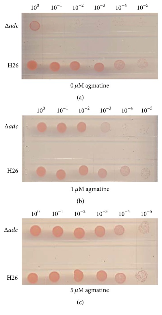 Figure 5