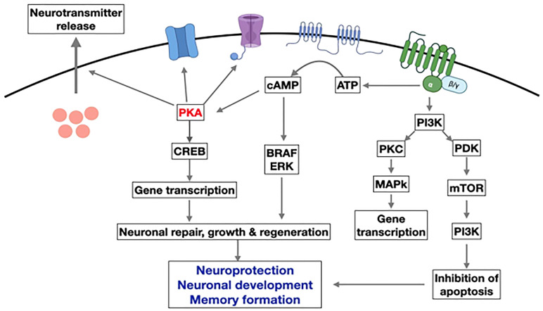 Figure 6