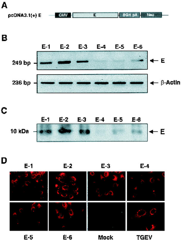 FIG. 5.