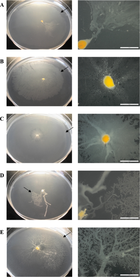 FIG. 4.