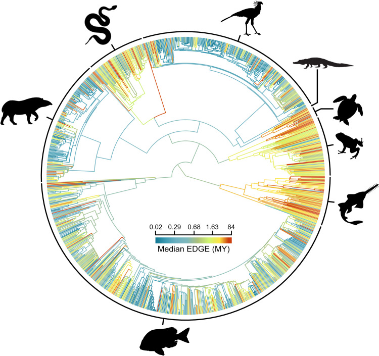 Global conservation status of the jawed vertebrate Tree of Life - PMC