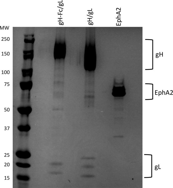 FIG 1