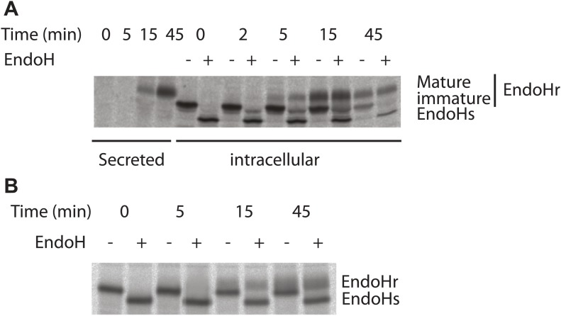 Figure 3—figure supplement 2.