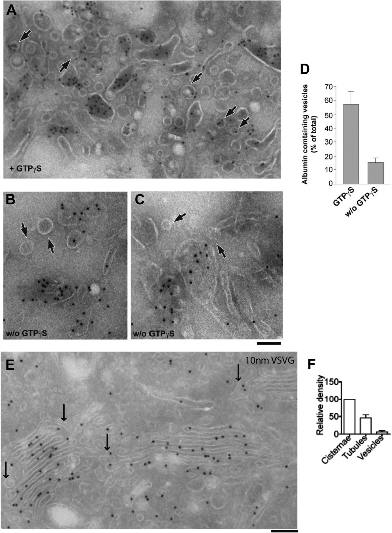 Figure 5—figure supplement 1.