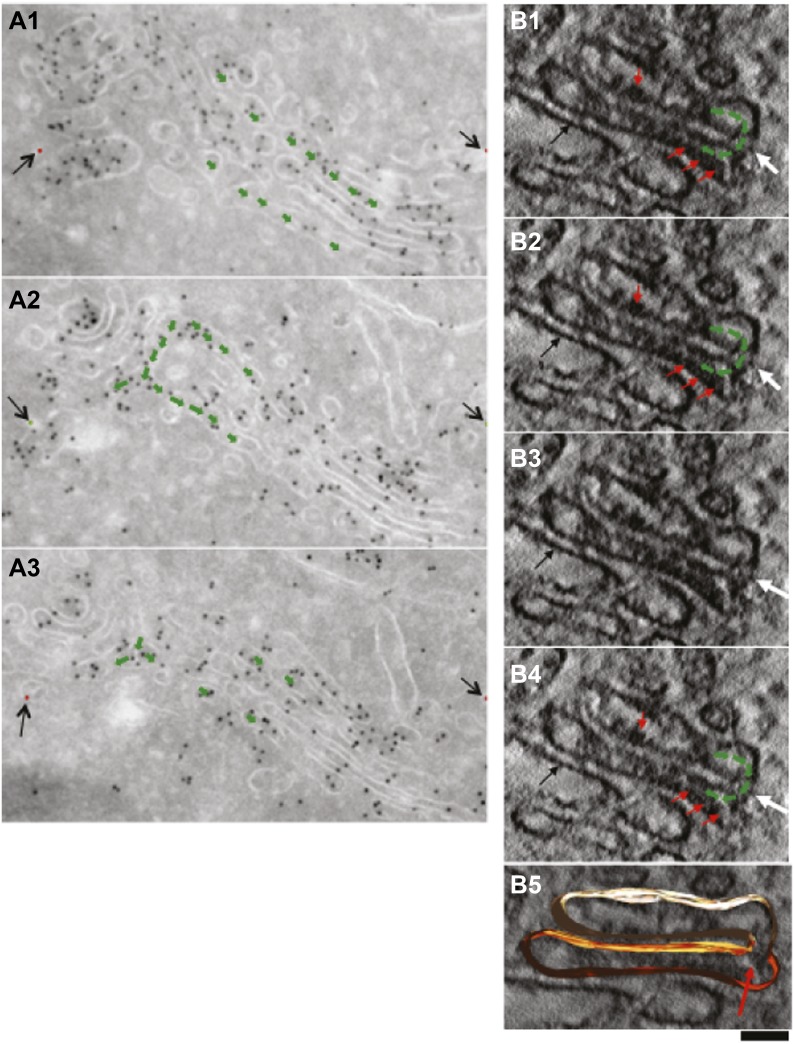 Figure 5—figure supplement 3.