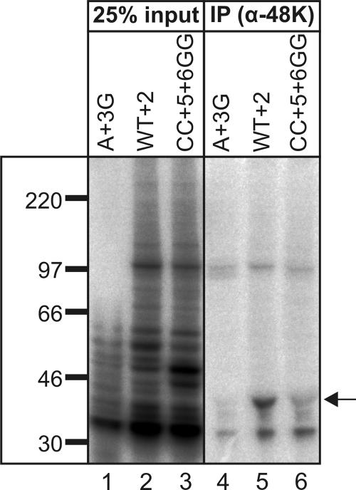 FIG. 4.