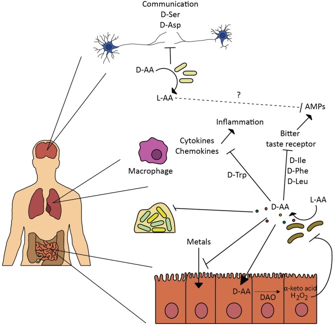 FIGURE 2