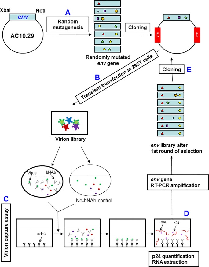 Fig 1