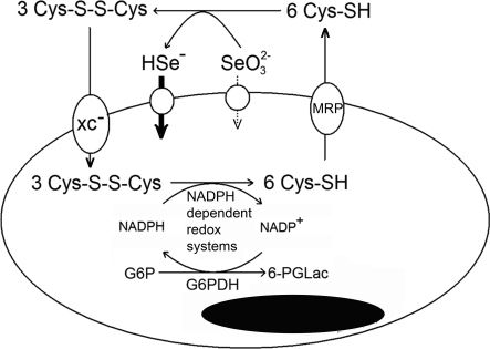 Fig. 6.