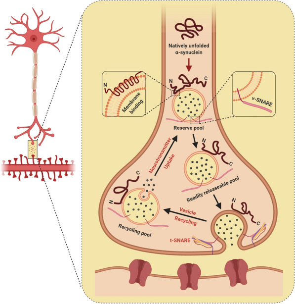 Fig. 1