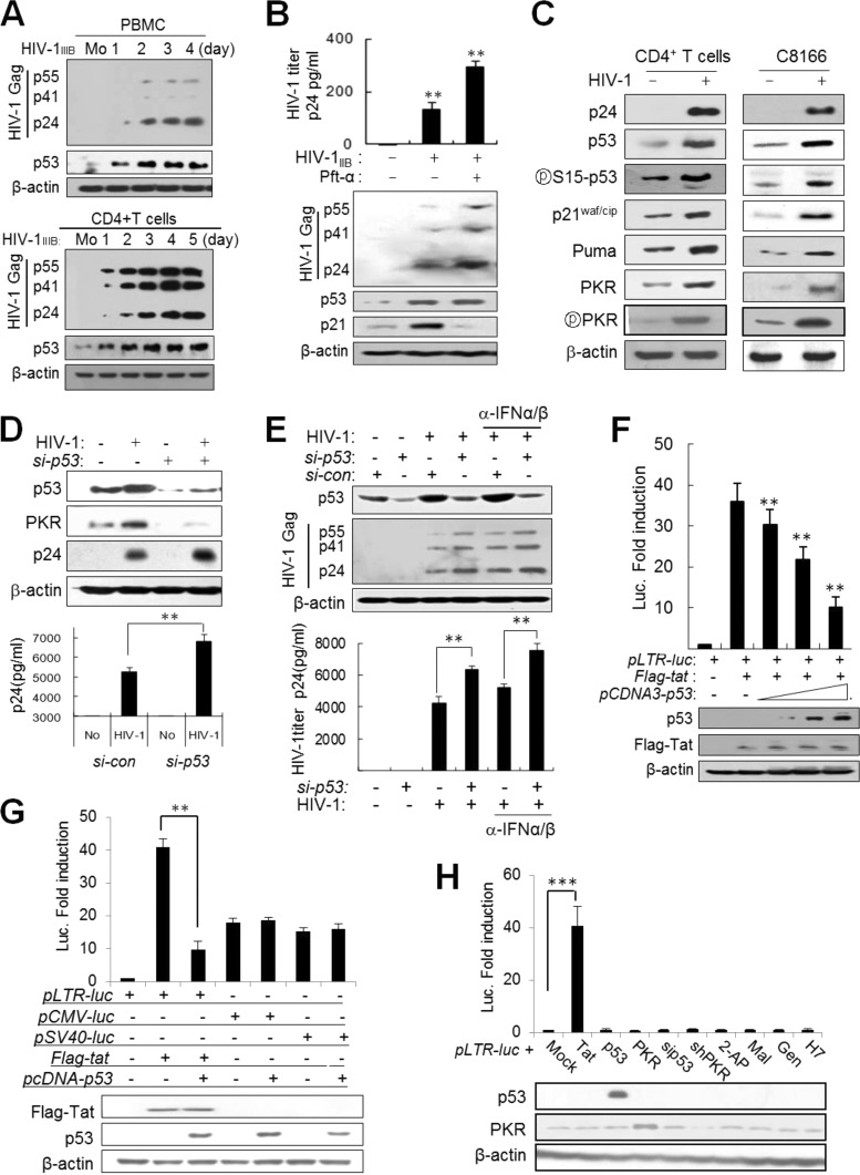 FIG 1