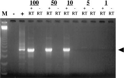 FIG. 1