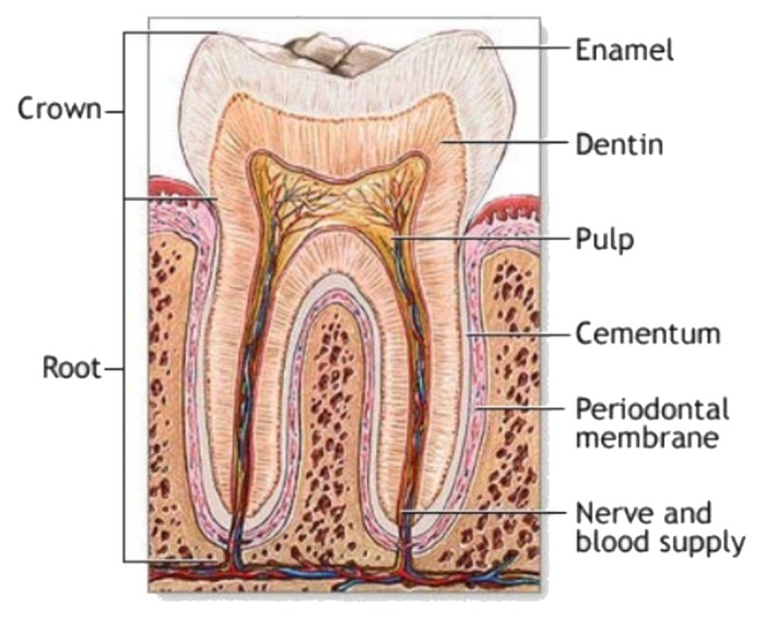 graphic file with name biom-1-121-g13.jpg