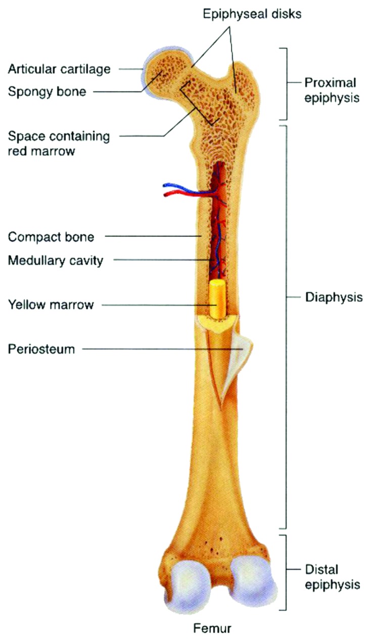 graphic file with name biom-1-121-g10.jpg