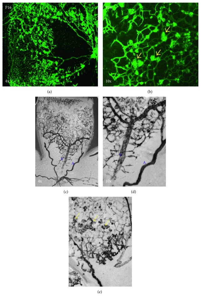 Figure 5