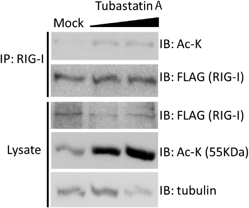 Supplementary Fig. 3