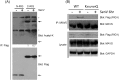 Supplementary Fig. 1