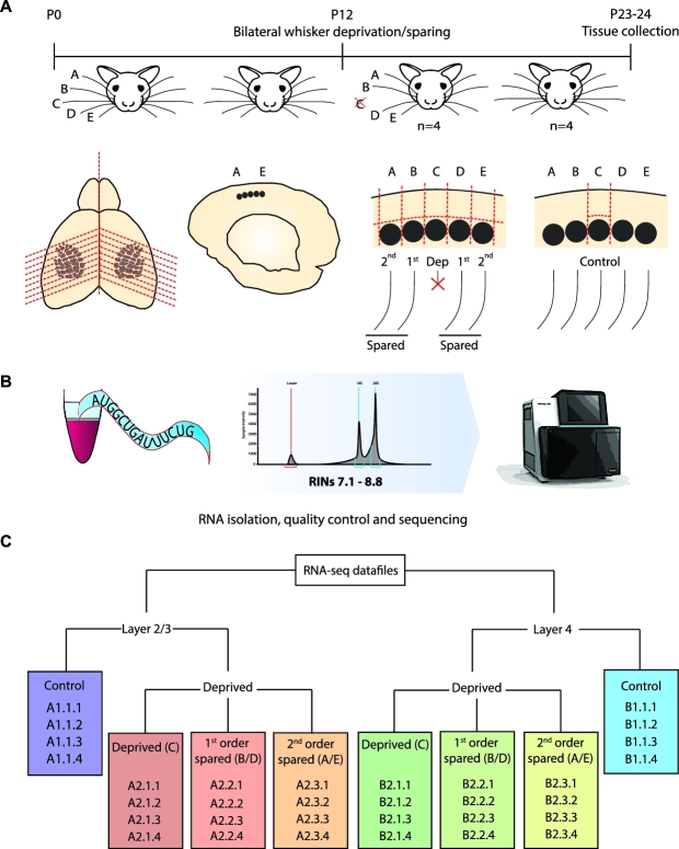 Figure 1: