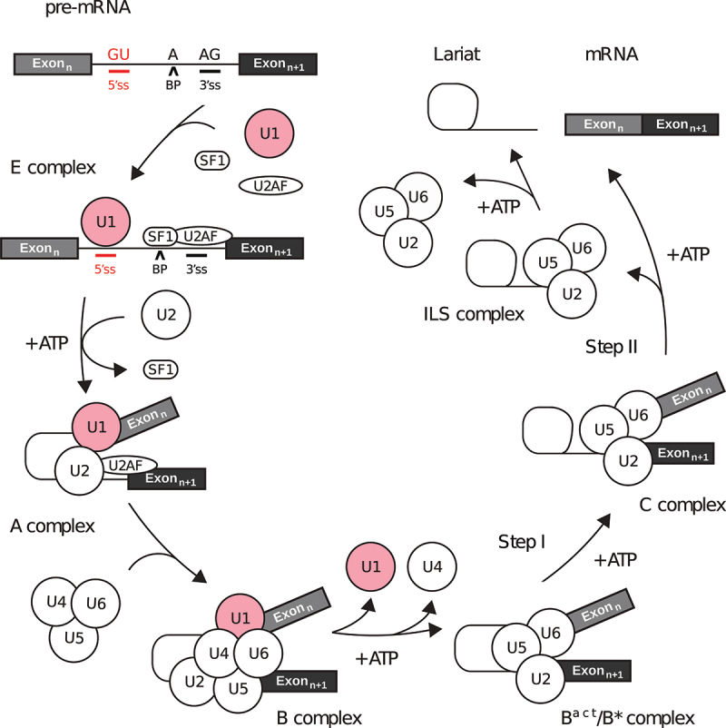 Figure 1.