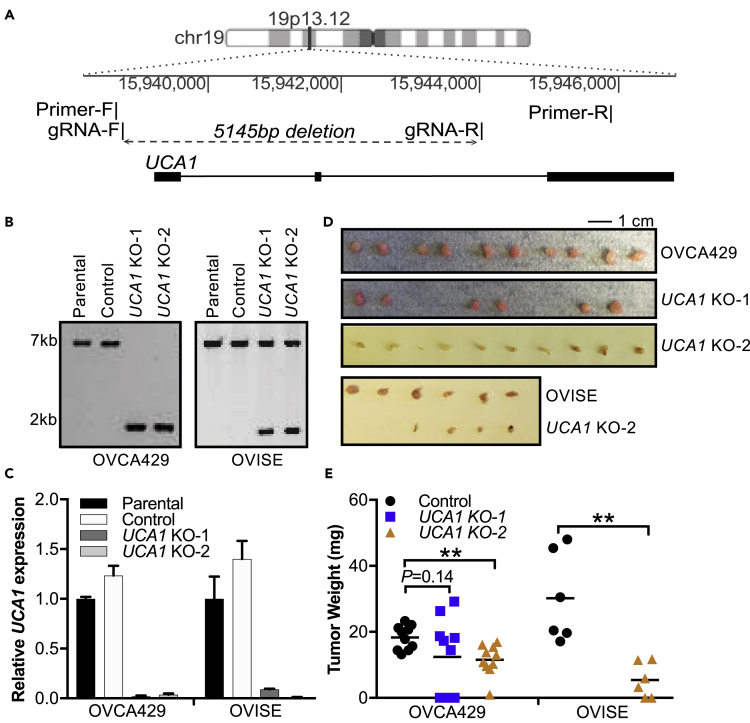 Figure 3