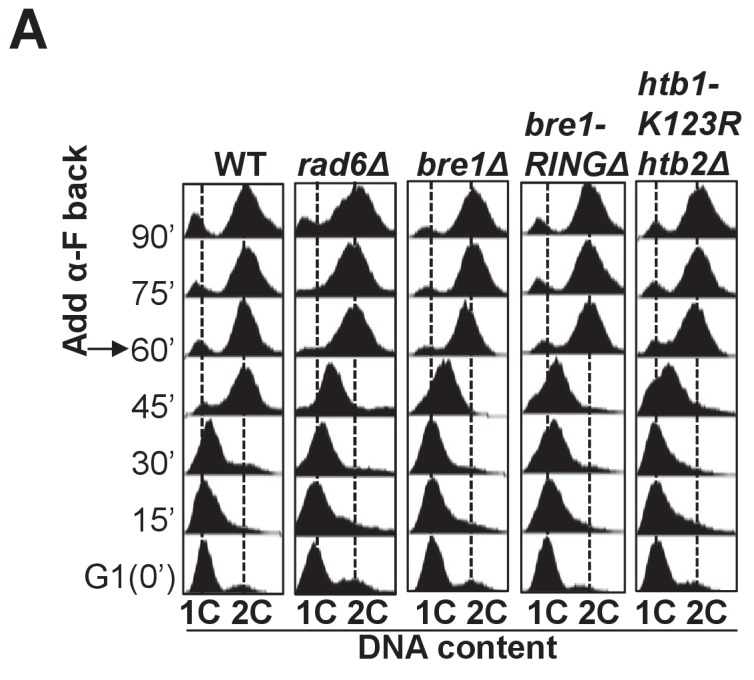 Figure 5—figure supplement 1.