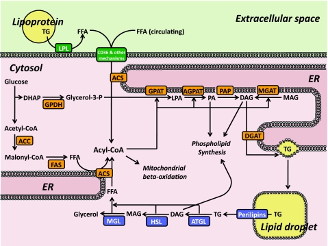 Fig. 1.