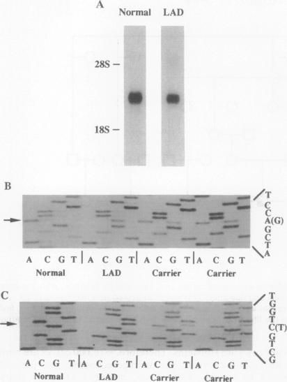 graphic file with name pnas01093-0379-a.jpg