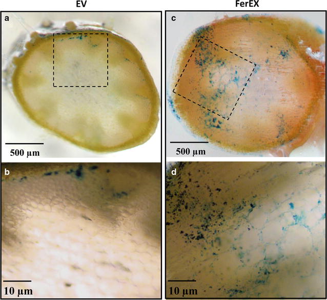 Fig. 3