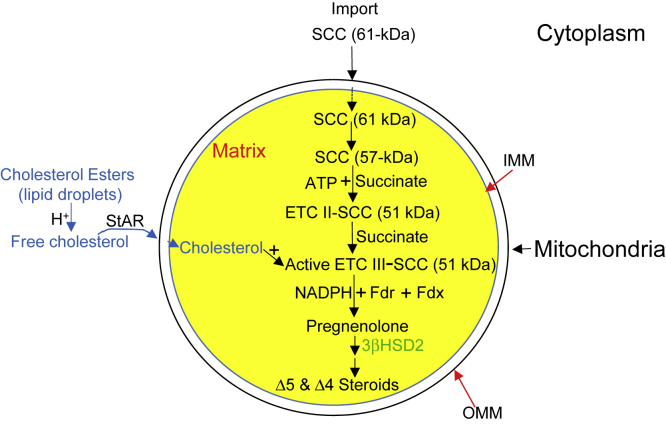 Figure 6