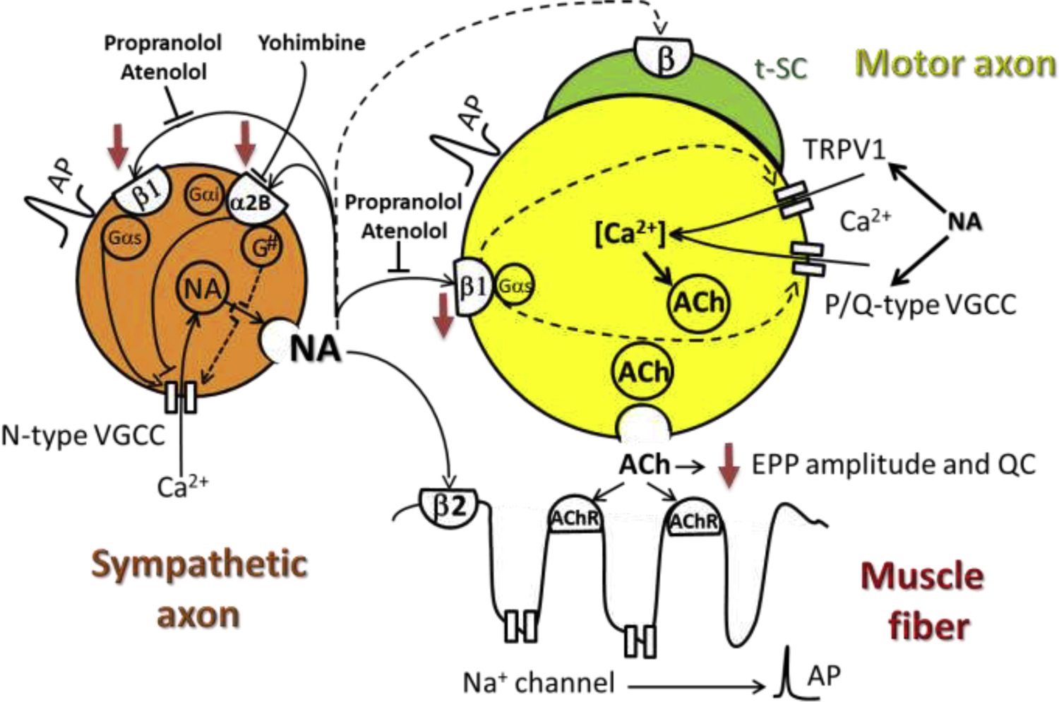 Figure 2.
