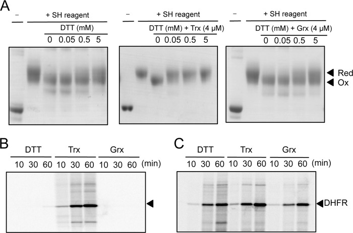 FIGURE 4.