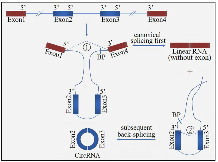 FIGURE 2