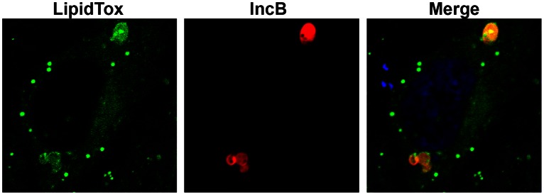 Figure 9