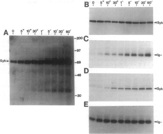 graphic file with name pnas01142-0340-a.jpg