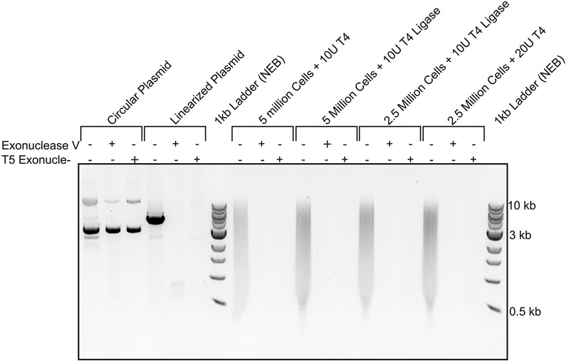 Extended Data Fig. 1