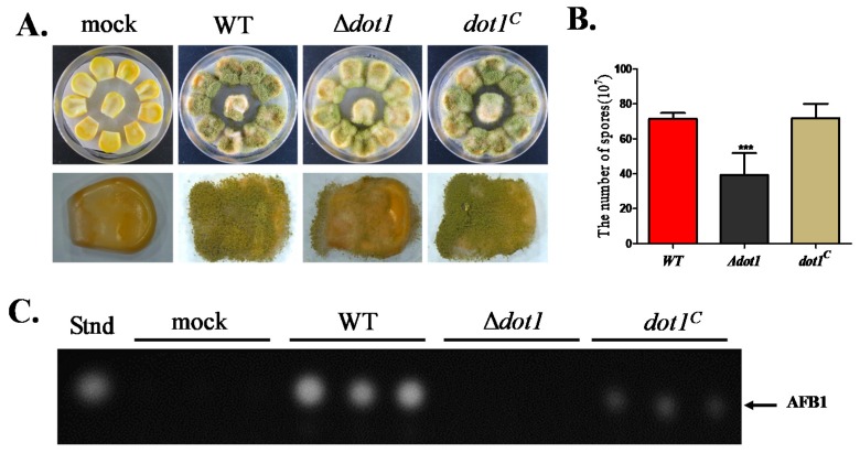 Figure 7