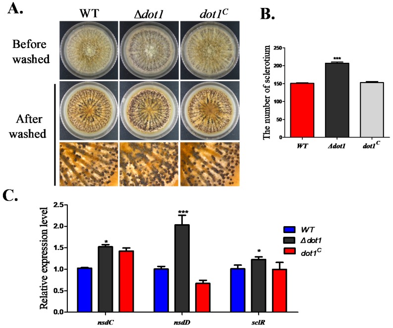 Figure 4