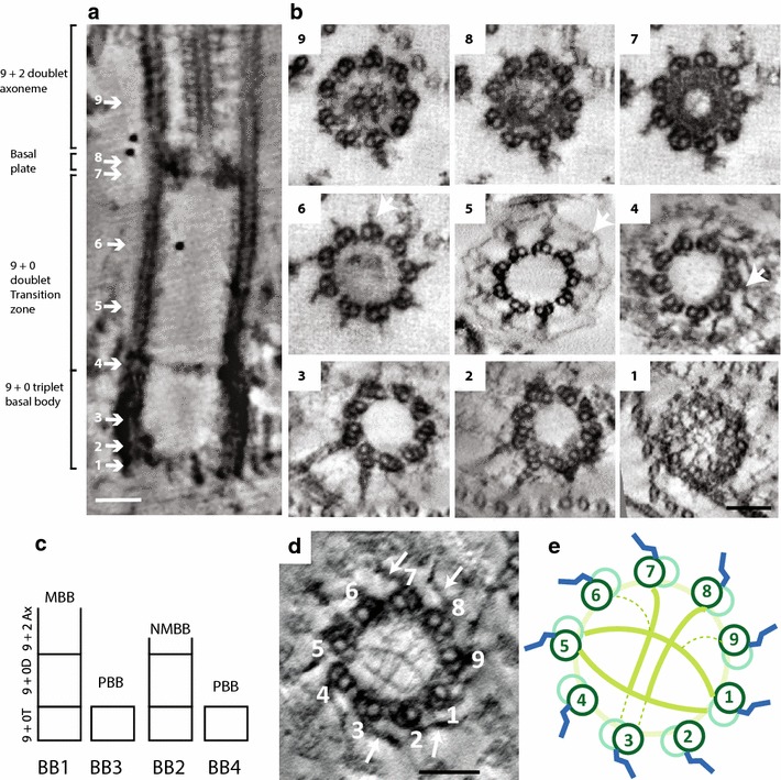 Fig. 1