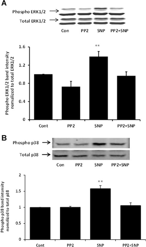 Fig. 12