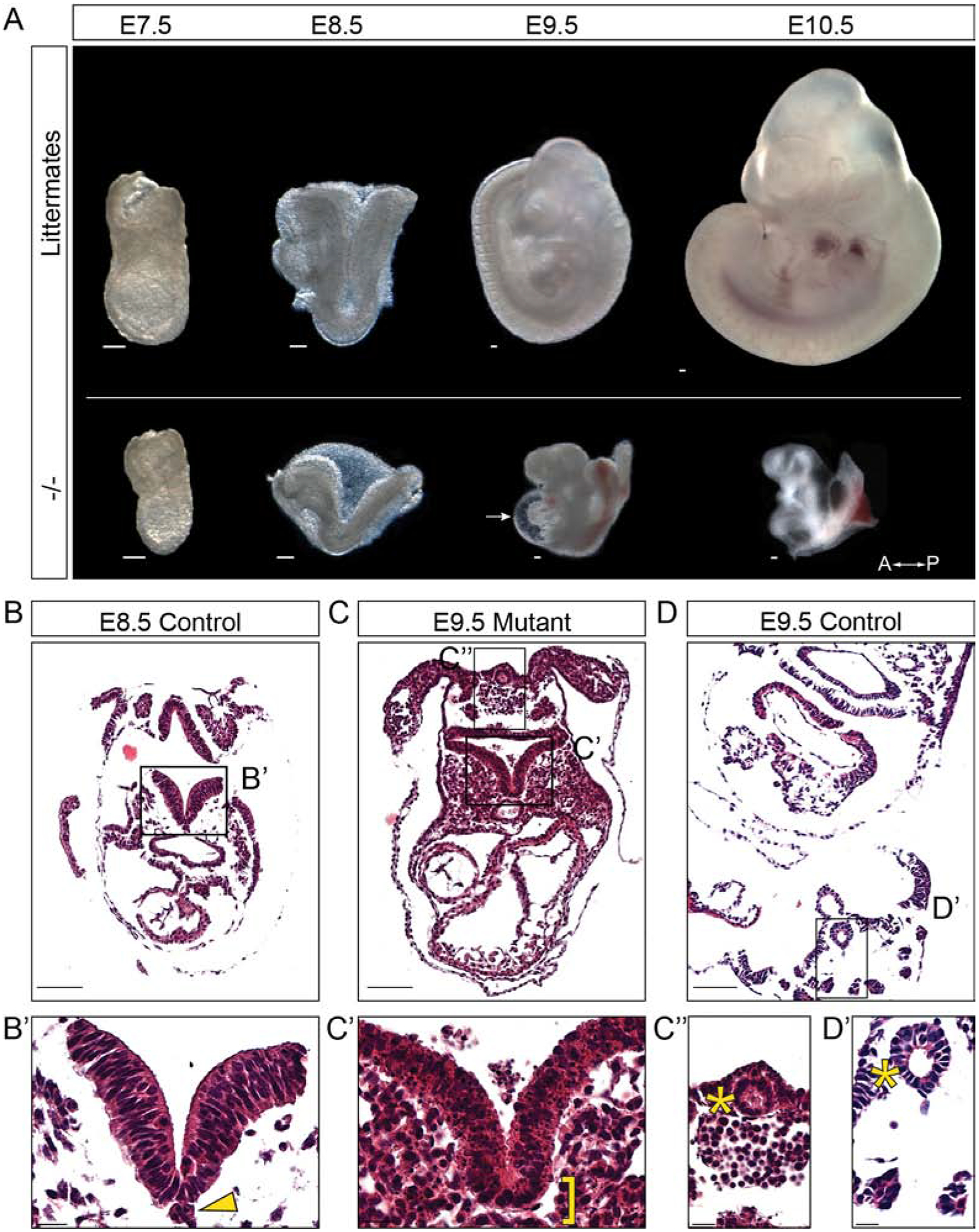 Figure 2: