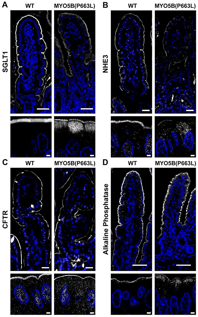 Figure 2: