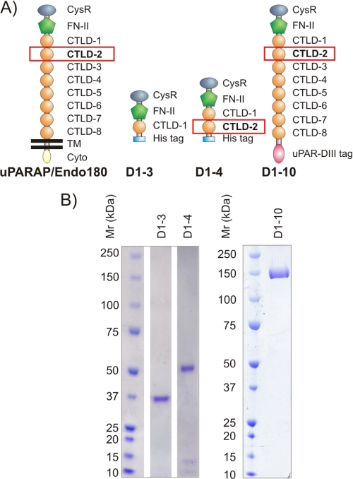 FIGURE 1.