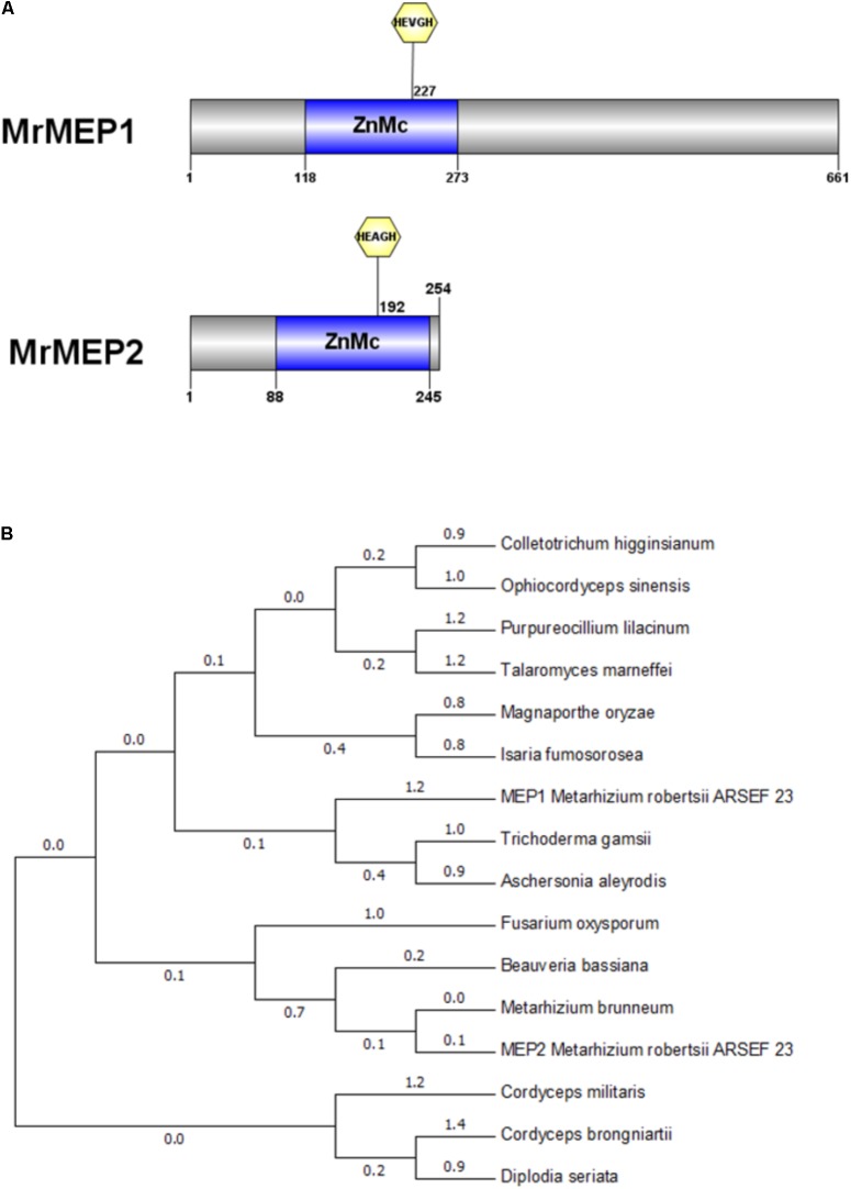 FIGURE 1