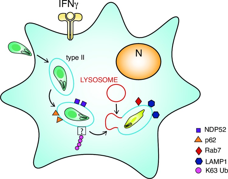 Fig 6