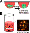 Figure 11.