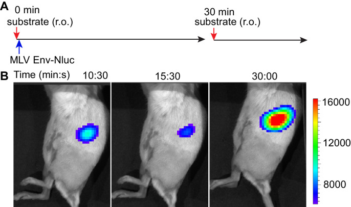 Figure 2—figure supplement 1.