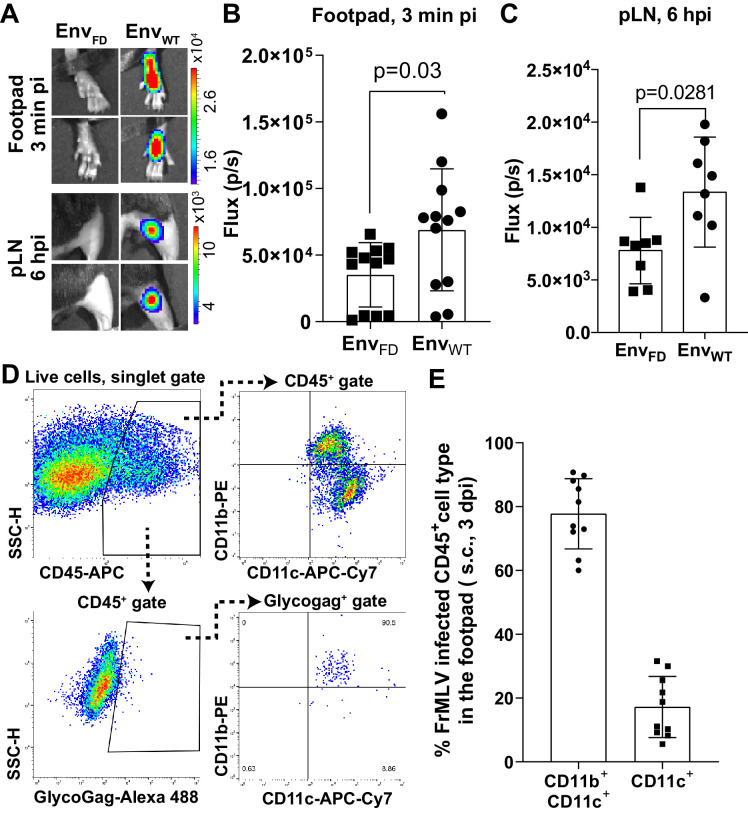 Figure 3—figure supplement 1.